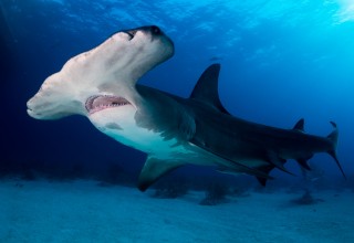 Deep Hammerhead Shark