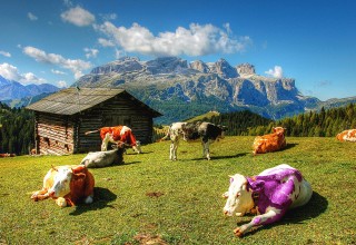 A Purple Cow Stands Out From the Herd