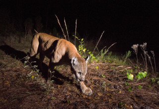 Florida Panther - Credit fStop Foundation