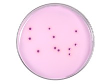 HardyCHROM Burkholderia Cepacia Complex for USP <60>