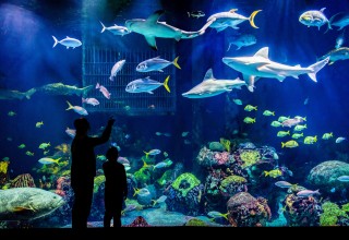 Johnny Morris' Wonders of Wildlife National Museum and Aquarium