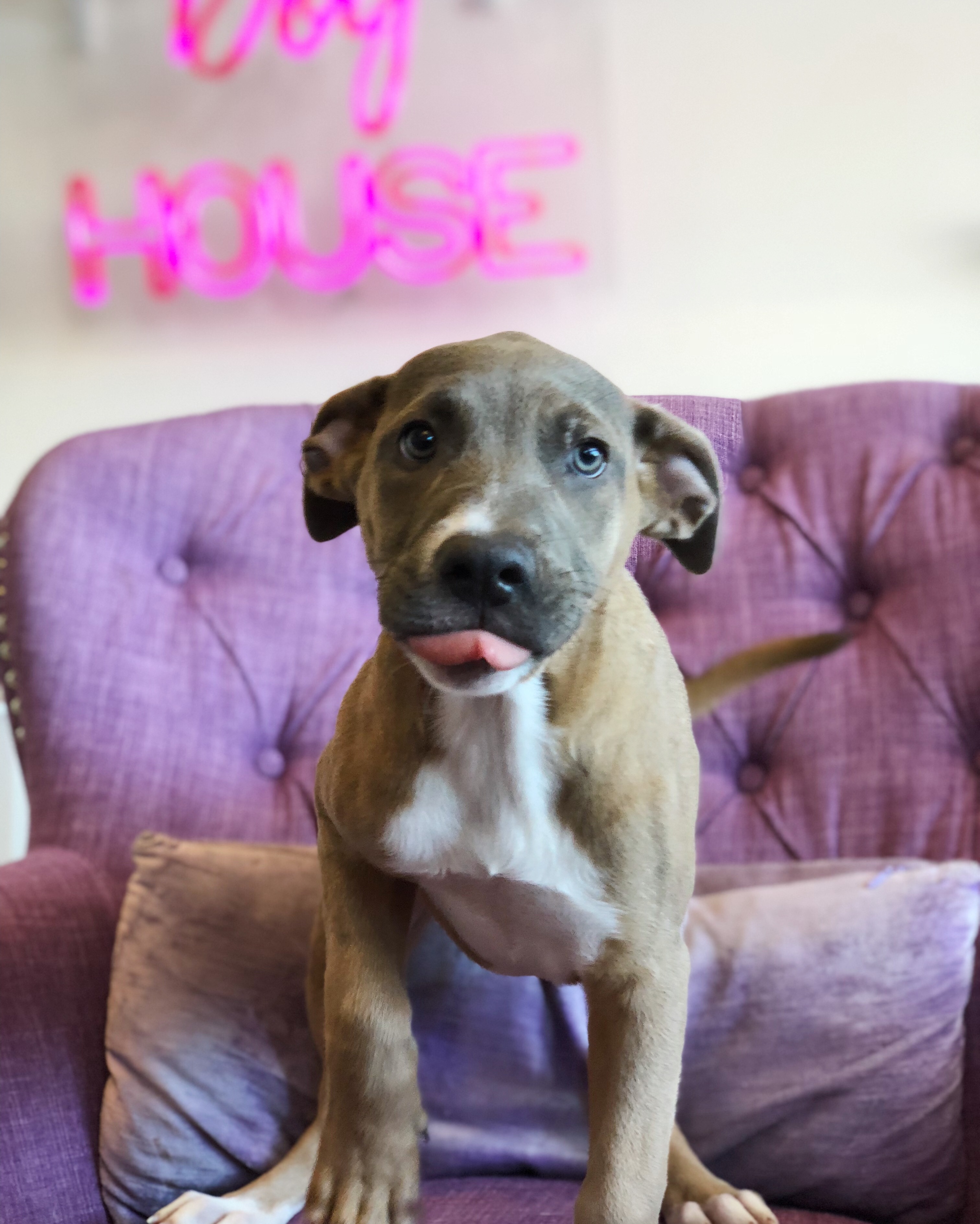 The Vanderpump Dog Foundation Takes in Hurricane Harvey Dogs