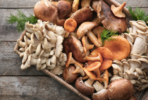 CBD Life Sciences Inc. (CBDL) Powers Forward with Disruptive Brain-Boosting Mushroom Applications