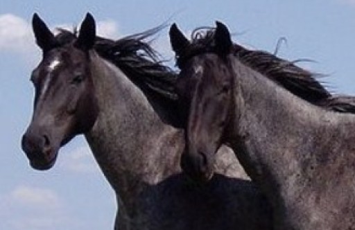 Suzette Belgarde Explains the Benefits of Equine-Guided Coaching