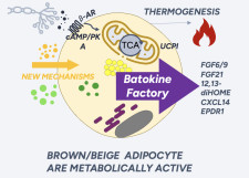 Beiging of WAT Induces Beneficial Batokines