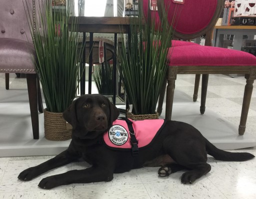 Service Dogs by Warren Retrievers Delivers Diabetic Alert Dog to Child in Kernersville NC