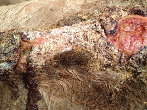 Grand Scale Abuse in the Grand Canyon Warrants Arrest on Tribal Land