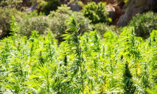 History in the Making: Hemp Growers in Arizona at Forefront of the Next Generation Cash Crop