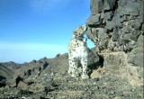 a snow leopard wearing a GPS collar
