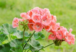 Geranium, Pelargonium