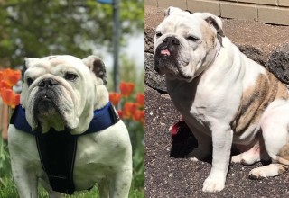 Children's Book Series Celebrity Tater Tot Teams Up With Drake University Live Mascot for Special Mission