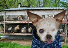 Harley, a Little Dog with a Big Dream