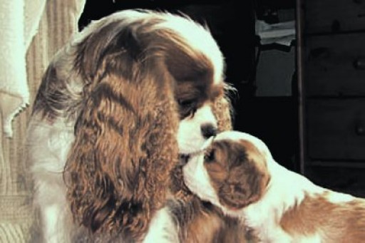 Cavalier at center of tug of war between owner and dog group