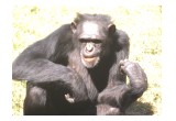 Chimpanzee