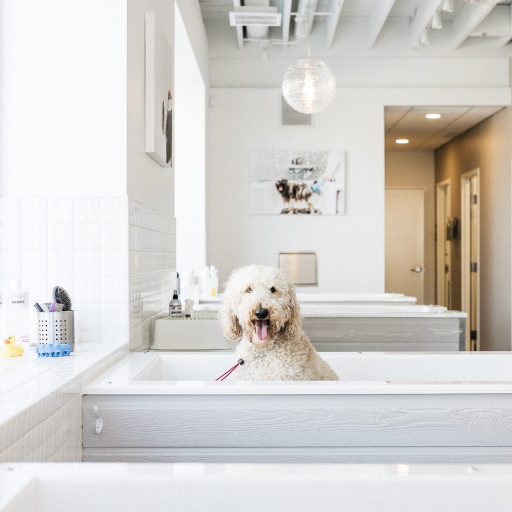 Dallas / Fort Worth Gets Bubbly With Bubbly Paws