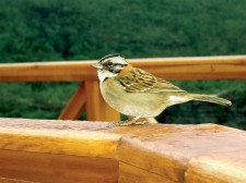 Coffee without destroying the forest eco system forever