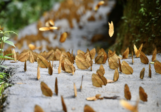 Rare 'Butterfly Explosion' Forms in China's Biodiverse Yunnan