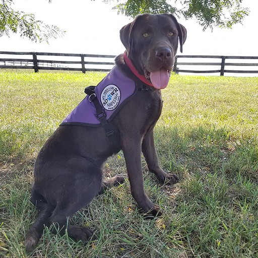 Diabetic Alert Dog Yukon Will Help Young Girl With Challenges of Living With Type 1 Diabetes.