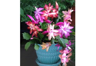 Trio of Christmas Cactus