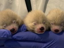 John Ball Zoo Red Panda Cubs