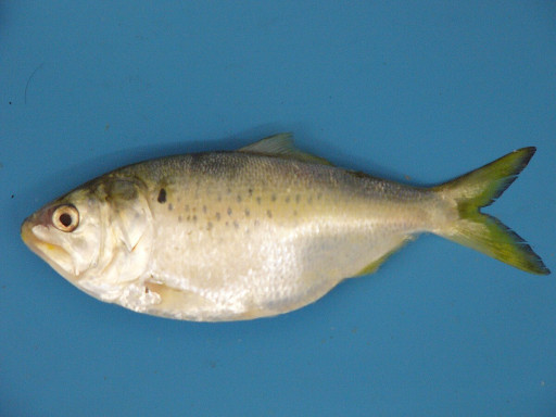 Menhaden Fisheries Coalition Applauds Louisiana Wildlife & Fisheries Commission for Balanced, Science-Based Buffer Zone Recommendations