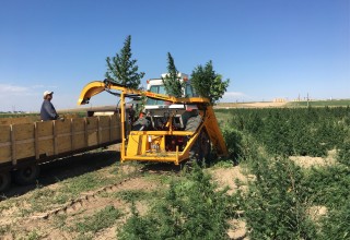 Hemp Harvester by Triminator and Kirpy