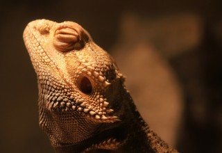 Basking Bearded Dragon