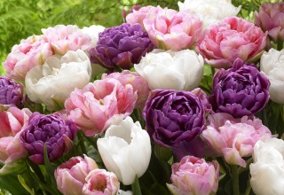 Wedding Gift Collection of tulips