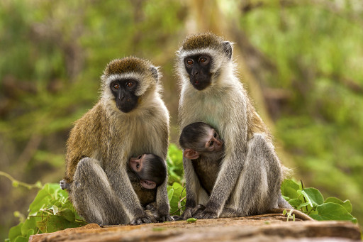 Alpha Genesis Now Offers African Green Monkeys for Biomedical Research