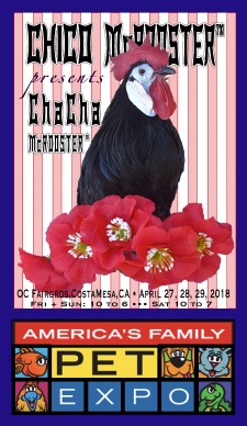Chico McRooster presents ChaCha McRooster