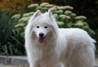 Kabeara Kennels, Kabeara Kennels Lockport, Kabeara Kennels Illinois