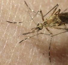 Mosquito biting human skin