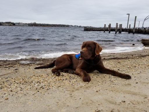 Service Dogs by Warren Retrievers Delivers Autism Service Dog to 24-Year-Old Man in Whitehouse Station, NJ