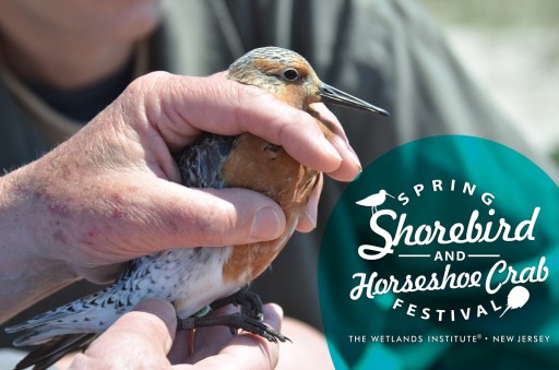 Wetlands Institute Celebrates 4th Annual Spring Shorebird and Horseshoe Crab Festival