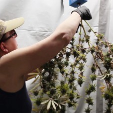 Ambary Gardens creates natural CBD remedies