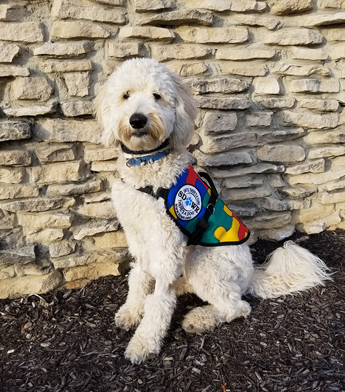 chelsea jersey for dogs