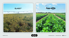 GLASO™ and Piggy Sooy™ US Harvest Announcement
