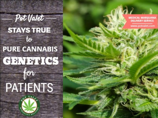 Pot Valet Discusses the Threat of Trademarked Cannabis Strains