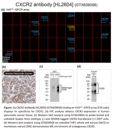 CXCR2 Antibody [HL2604] Validation