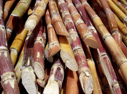 Intratec Reveals Production Costs of Green Chemicals and Biofuels