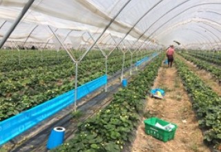 Optiroll 2017 field trials