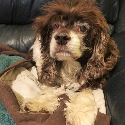 Literary Dog With Genius IQ Dies Suddenly