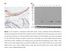  RAS (G12D Mutant) Antibody [HL10] 