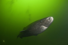 Greenland Shark