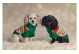 Holiday Pet Portraits