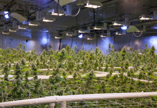 Kaya Holdings, Tuesday, October 26, 2021, Press release picture