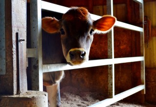 Calf at TMK Creamery in Oregon's Mt. Hood Territory