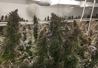 CBD Life Sciences Inc., Tuesday, December 29, 2020, Press release picture