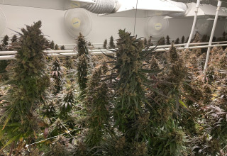 CBD Life Sciences Inc., Thursday, January 7, 2021, Press release picture