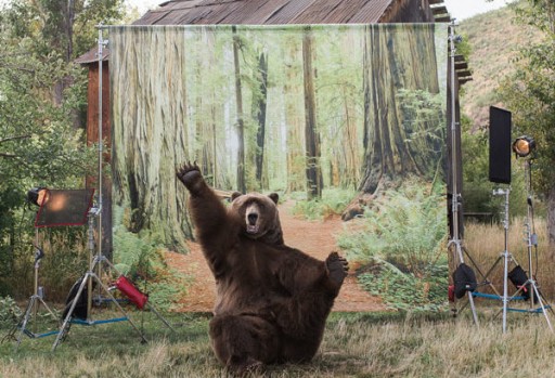Vital Ground, Kodiak Cakes Team Up for Grizzly Conservation